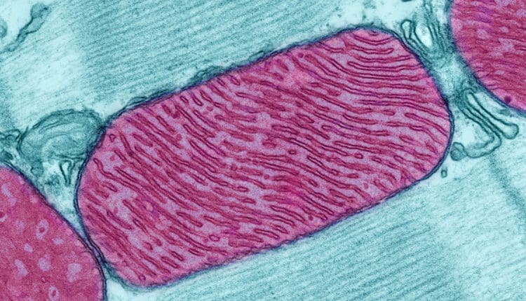 microscopic image of mitochondria