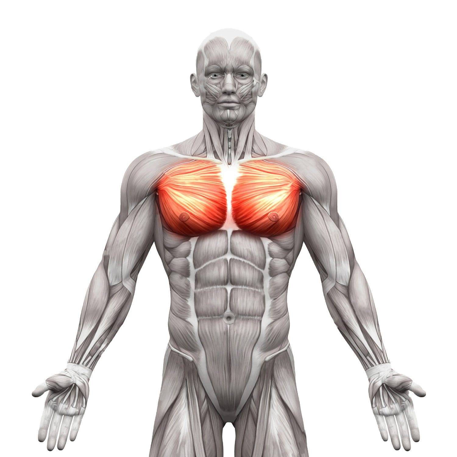 chest-pectoralis-major-and-minor-anatomy-muscles-isolated ⋆ El Paso's Injury Doctors® 915-850-0900