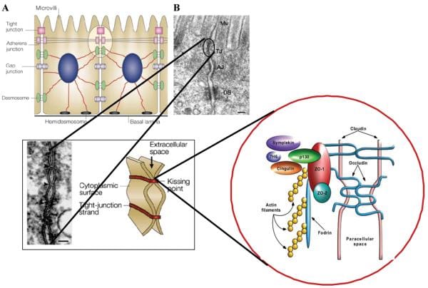 Figure 1 Macroscopic Arrangement & Microscopic Composition of Intercellular Tight Junctions Image 1