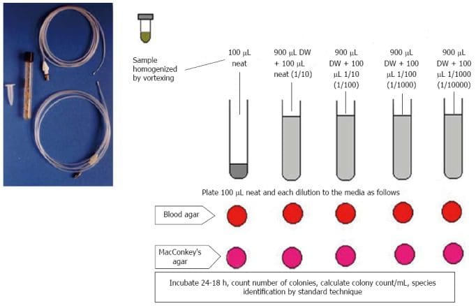 Figure 2 Outline of Method of Culturing Bacteria and Counting the Colonies Image 3