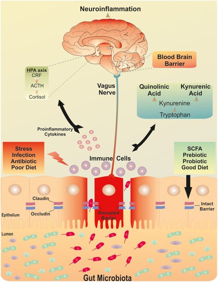 gut inflammation fat loss